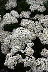 New Vintage White Yarrow (Achillea millefolium 'Balvinwite') at Holland Nurseries