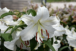 Casa Blanca Lily (Lilium 'Casa Blanca') at Holland Nurseries