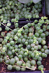 String Of Pearls (Senecio rowleyanus) at Holland Nurseries