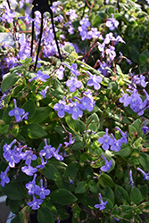 Concord Blue Cape Primrose (Streptocarpus saxorum 'Concord Blue') at Holland Nurseries