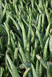 Aloe Vera (Aloe vera) at Holland Nurseries