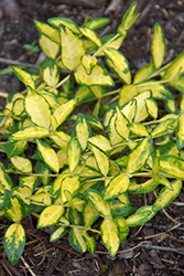 Illumination Periwinkle (Vinca minor 'Illumination') at Holland Nurseries