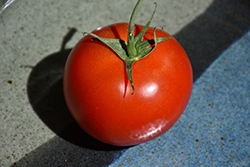 Early Girl Tomato (Solanum lycopersicum 'Early Girl') at Holland Nurseries