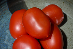 Roma Tomato (Solanum lycopersicum 'Roma') at Holland Nurseries