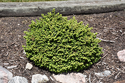Little Gem Spruce (Picea abies 'Little Gem') at Holland Nurseries