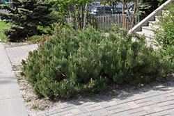 Dwarf Mugo Pine (Pinus mugo var. pumilio) at Holland Nurseries
