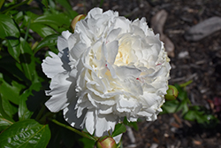 Festiva Maxima Peony (Paeonia 'Festiva Maxima') at Holland Nurseries
