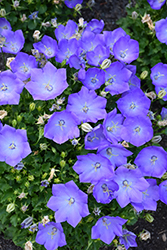 Rapido Blue Bellflower (Campanula carpatica 'Rapido Blue') at Holland Nurseries