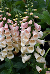 Dalmatian Peach Foxglove (Digitalis purpurea 'Dalmatian Peach') at Holland Nurseries