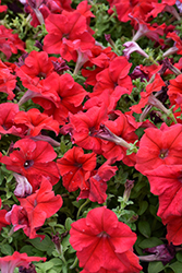 Dreams Red Petunia (Petunia 'Dreams Red') at Holland Nurseries
