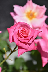 Pink Parfait Rose (Rosa 'Pink Parfait') at Holland Nurseries