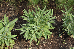 Common Sage (Salvia officinalis) at Holland Nurseries