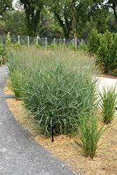 Heavy Metal Blue Switch Grass (Panicum virgatum 'Heavy Metal') at Holland Nurseries