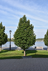 Greenspire Linden (Tilia cordata 'Greenspire') at Holland Nurseries