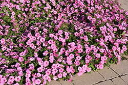 Easy Wave Pink Passion Petunia (Petunia 'Easy Wave Pink Passion') at Holland Nurseries
