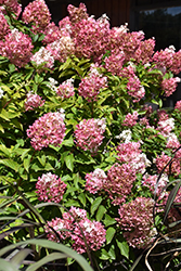 Vanilla Strawberry Hydrangea (Hydrangea paniculata 'Renhy') at Holland Nurseries