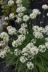 Garlic Chives (Allium tuberosum) at Holland Nurseries