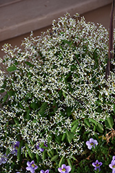 Breathless White Euphorbia (Euphorbia 'Balbrewite') at Holland Nurseries