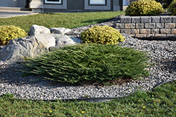 Calgary Carpet Juniper (Juniperus sabina 'Calgary Carpet') at Holland Nurseries