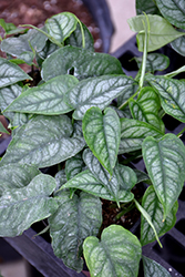 Silver Monstera (Monstera siltepecana) at Holland Nurseries