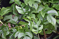 Mini Monstera (Rhaphidophora tetrasperma) at Holland Nurseries