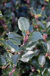 Blue Prince Meserve Holly (Ilex x meserveae 'Blue Prince') at Holland Nurseries