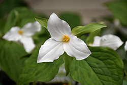 Great White Trillium (Trillium grandiflorum) at Holland Nurseries