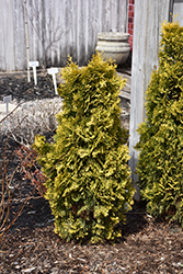 Amber Gold Arborvitae (Thuja occidentalis 'Jantar') at Holland Nurseries