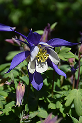 Kirigami Deep Blue and White Columbine (Aquilegia caerulea 'Kirigami Deep Blue and White') at Holland Nurseries