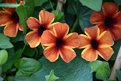 Tangerine Slice A-Peel Black-Eyed Susan (Thunbergia alata 'DL1501') at Holland Nurseries