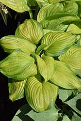Stained Glass Hosta (Hosta 'Stained Glass') at Holland Nurseries