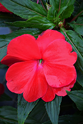 Sonic Red New Guinea Impatiens (Impatiens 'Sonic Red') at Holland Nurseries