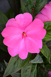 Sonic Bright Pink New Guinea Impatiens (Impatiens 'Sonic Bright Pink') at Holland Nurseries