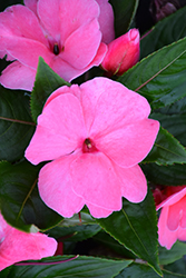 Divine Pink New Guinea Impatiens (Impatiens hawkeri 'Divine Pink') at Holland Nurseries