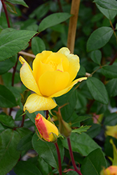 Golden Showers Rose (Rosa 'Golden Showers') at Holland Nurseries