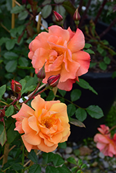 Westerland Rose (Rosa 'Westerland') at Holland Nurseries