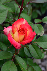 Rainbow Sorbet Rose (Rosa 'Rainbow Sorbet') at Holland Nurseries