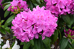 Roseum Pink Rhododendron (Rhododendron catawbiense 'Roseum Pink') at Holland Nurseries