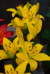 Golden Matrix Lily (Lilium 'Golden Matrix') at Holland Nurseries