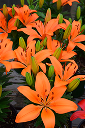 Matrix Orange Lily (Lilium 'Matrix Orange') at Holland Nurseries