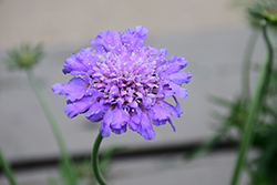 Butterfly Blue Pincushion Flower (Scabiosa 'Butterfly Blue') at Holland Nurseries