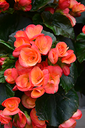 Carneval Begonia (Begonia x hiemalis 'Carneval') at Holland Nurseries