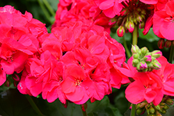 Americana Cherry Rose Geranium (Pelargonium 'Americana Cherry Rose') at Holland Nurseries