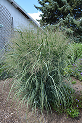 Northwind Switch Grass (Panicum virgatum 'Northwind') at Holland Nurseries
