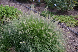 Little Bunny Dwarf Fountain Grass (Pennisetum alopecuroides 'Little Bunny') at Holland Nurseries