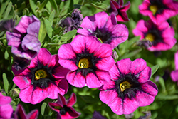 Superbells Blackcurrent Punch Calibrachoa (Calibrachoa 'BBCAL81801') at Holland Nurseries