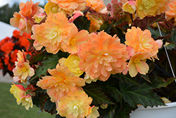 I'Conia Portofino Citrix Begonia (Begonia 'I'Conia Portofino Citrix') at Holland Nurseries