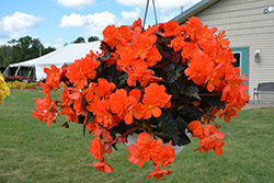 I'Conia Portofino Hot Orange Begonia (Begonia 'I'Conia Portofino Hot Orange') at Holland Nurseries