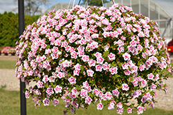 MiniFamous Uno Double PinkTastic Calibrachoa (Calibrachoa 'KLECA18085') at Holland Nurseries