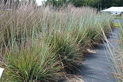 Standing Ovation Bluestem (Schizachyrium scoparium 'Standing Ovation') at Holland Nurseries